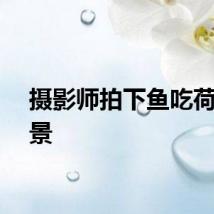 摄影师拍下鱼吃荷花趣景