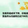 生猪养殖成本下降、价格连涨，自繁自养头均盈利已近700元
