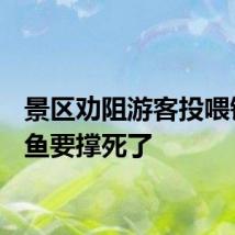 景区劝阻游客投喂锦鲤：鱼要撑死了