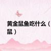 黄金鼠鱼吃什么（黄金鼠）