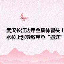 武汉长江边甲鱼集体冒头！专家：水位上涨导致甲鱼“搬迁”