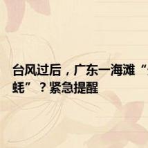 台风过后,广东一海滩“天降生蚝”?紧急提醒