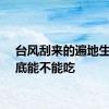 台风刮来的遍地生蚝到底能不能吃