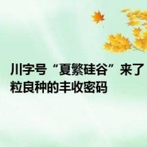 川字号“夏繁硅谷”来了 探寻一粒良种的丰收密码