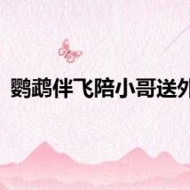 鹦鹉伴飞陪小哥送外卖