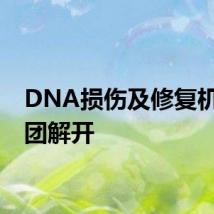 DNA损伤及修复机制谜团解开