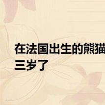 在法国出生的熊猫姐妹三岁了