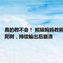 真的教不会！ 熊猫妈妈教熊猫宝宝爬树，持续输出后崩溃