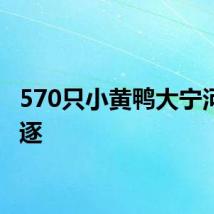 570只小黄鸭大宁河里竞逐