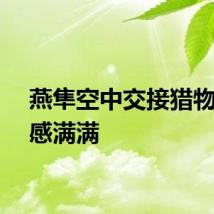 燕隼空中交接猎物仪式感满满