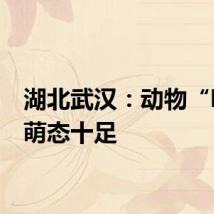 湖北武汉：动物“啃秋”萌态十足