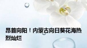 昂首向阳！内蒙古向日葵花海热烈灿烂