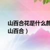 山百合花是什么颜色（山百合）