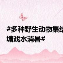 #多种野生动物集结小池塘戏水消暑#