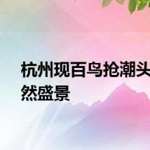 杭州现百鸟抢潮头鱼自然盛景