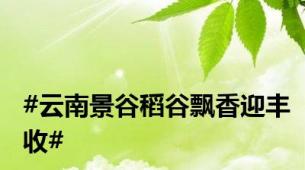#云南景谷稻谷飘香迎丰收#