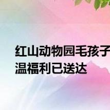 红山动物园毛孩子的高温福利已送达