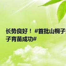 长势良好! #首批山桐子太空种子育苗成功#