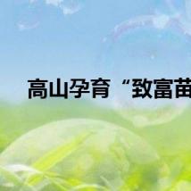 高山孕育“致富苗”