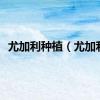 尤加利种植（尤加利）