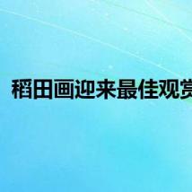 稻田画迎来最佳观赏期