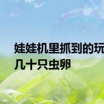 娃娃机里抓到的玩偶有几十只虫卵
