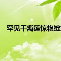 罕见千瓣莲惊艳绽放