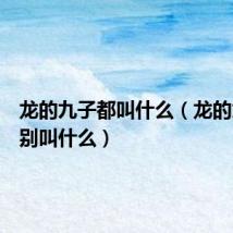 龙的九子都叫什么(龙的九子分别叫什么)