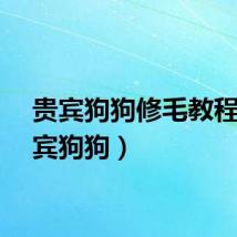 贵宾狗狗修毛教程（贵宾狗狗）
