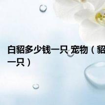 白貂多少钱一只 宠物(貂多少钱一只)