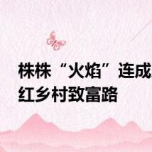 株株“火焰”连成片 映红乡村致富路