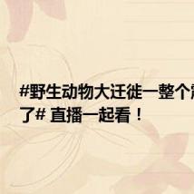 #野生动物大迁徙一整个震撼住了# 直播一起看!
