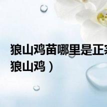 狼山鸡苗哪里是正宗的（狼山鸡）