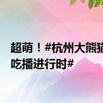 超萌！#杭州大熊猫半半吃播进行时#