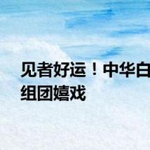 见者好运！中华白海豚组团嬉戏