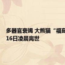 多器官衰竭 大熊猫“福茹”8月16日凌晨离世