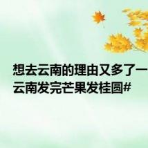 想去云南的理由又多了一个! #云南发完芒果发桂圆#