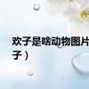 欢子是啥动物图片（欢子）