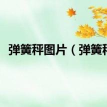 弹簧秤图片（弹簧秤）