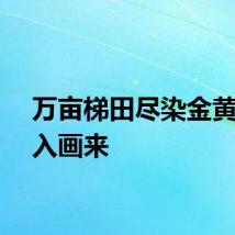 万亩梯田尽染金黄丰景入画来