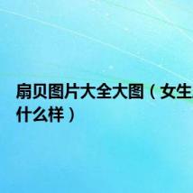 扇贝图片大全大图（女生扇贝长什么样）