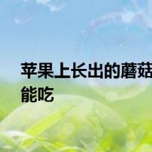 苹果上长出的蘑菇竟然能吃