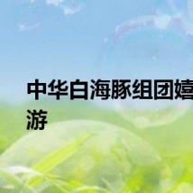 中华白海豚组团嬉戏遨游