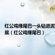 红公鸡绿尾巴一头钻进泥底下谜底(红公鸡绿尾巴)