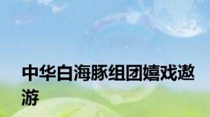 中华白海豚组团嬉戏遨游