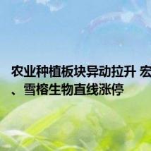农业种植板块异动拉升 宏辉果蔬、雪榕生物直线涨停