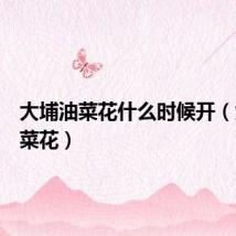 大埔油菜花什么时候开（大埔油菜花）