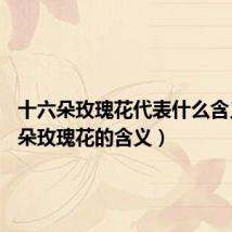 十六朵玫瑰花代表什么含义(19朵玫瑰花的含义)
