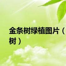 金条树绿植图片（金条树）