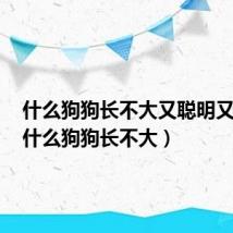 什么狗狗长不大又聪明又好养(什么狗狗长不大)